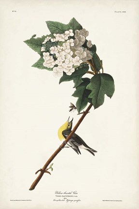 Framed Pl. 119 Yellow-throated Vireo Print