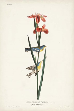 Framed Pl. 15 Blue Yellow-back Warbler Print