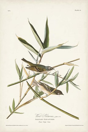 Framed Pl. 28 Vireo Solitarius Print