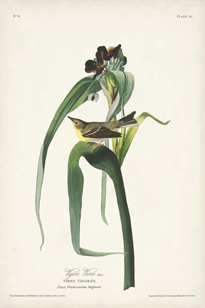 Framed Pl. 30 Vigors Vireo Print