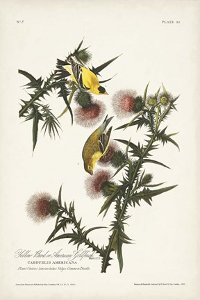 Framed Pl. 33 American Gold Finch Print