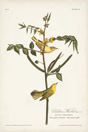 Framed Pl. 35 Children&#39;s Warbler Print
