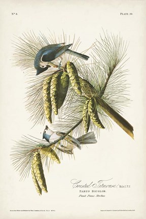 Framed Pl. 39 Crested Titmouse Print