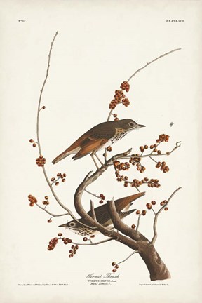 Framed Pl. 58 Hermit Thrush Print