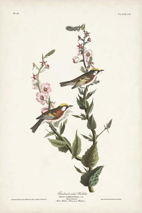 Framed Pl. 59 Chestnut-sided Warbler Print