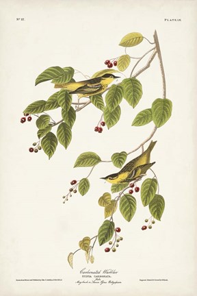 Framed Pl. 60 Carbonated Warbler Print