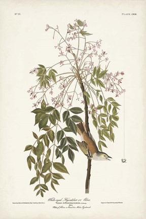 Framed Pl. 63 White-eyed Flycatcher Print