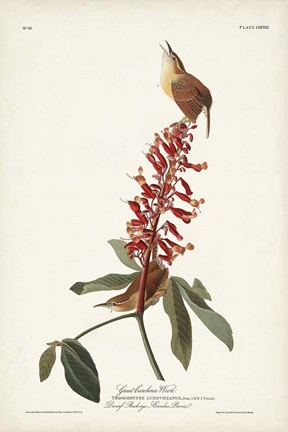 Framed Pl. 78 Great Carolina Wren Print