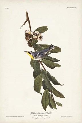 Framed Pl. 85 Yellow-throated Warbler Print