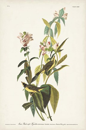 Framed Pl. 124 Green Black-capt Flycatcher Print