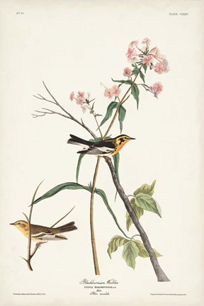 Framed Pl. 135 Blackburnian Warbler Print