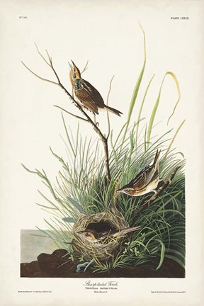 Framed Pl. 149 Sharp-tailed Finch Print