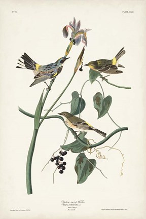 Framed Pl. 153 Yellow-rump Warbler Print