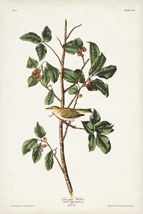 Framed Pl. 154 Tennessee Warbler Print