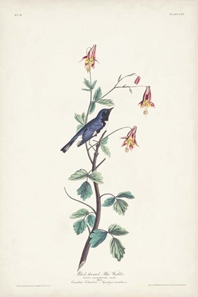 Framed Pl. 155 Black-throated Blue Warbler Print