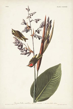 Framed Pl. 183 American Golden-crested Wren Print
