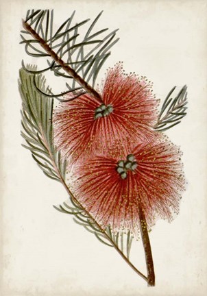 Framed Bottle Brush Flower I Print