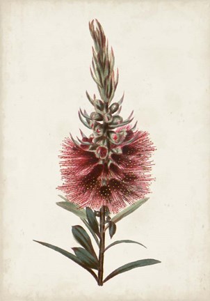 Framed Bottle Brush Flower II Print