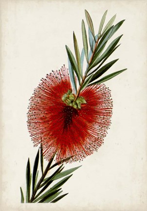 Framed Bottle Brush Flower III Print