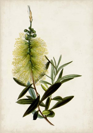 Framed Bottle Brush Flower IV Print