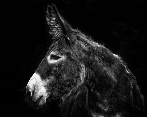 Framed Donkey Portrait I Print
