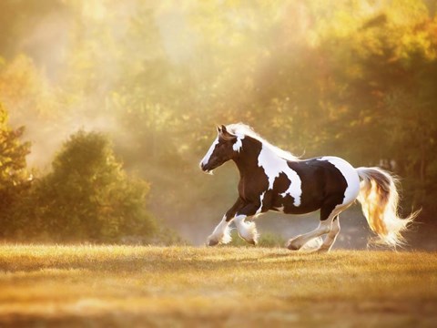 Framed Golden Lit Horse II Print