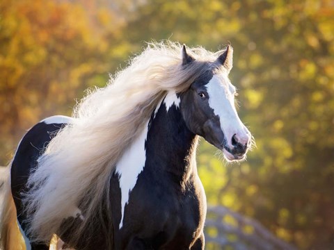 Framed Golden Lit Horse III Print