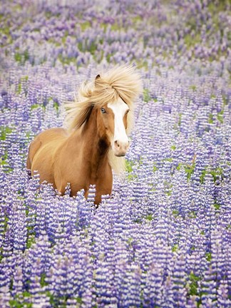 Framed Horse in Lavender I Print