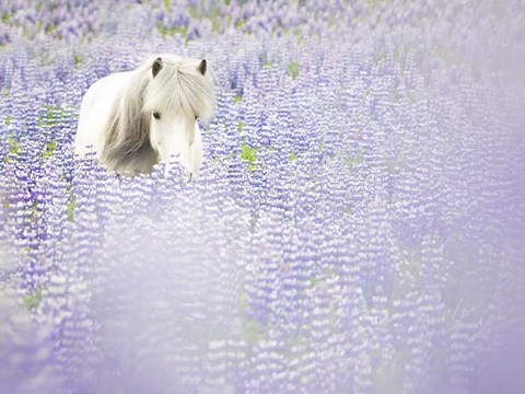 Framed Horse in Lavender II Print