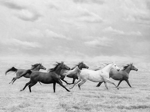 Framed Horse Run I Print