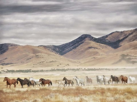 Framed Horse Run II Print