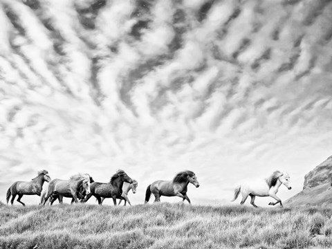 Framed Horse Run III Print