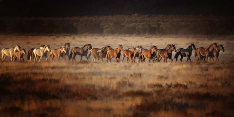 Framed Horse Run VII Print