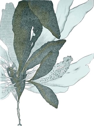 Framed Seaside Seaweed I Print