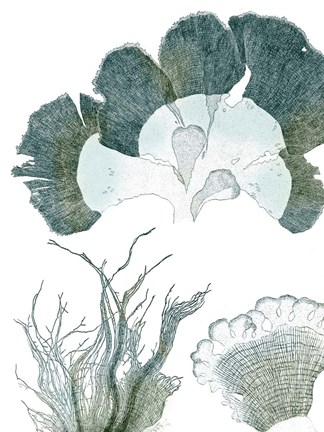 Framed Seaside Seaweed II Print