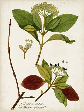 Framed Antique Greenery II Print