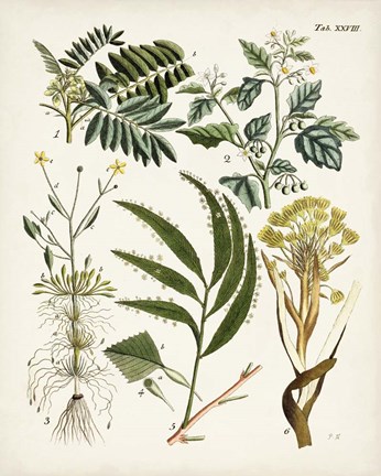 Framed Fanciful Ferns I Print