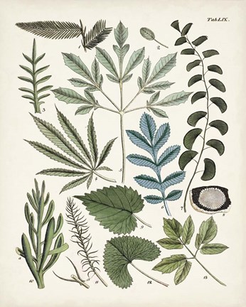 Framed Fanciful Ferns VII Print