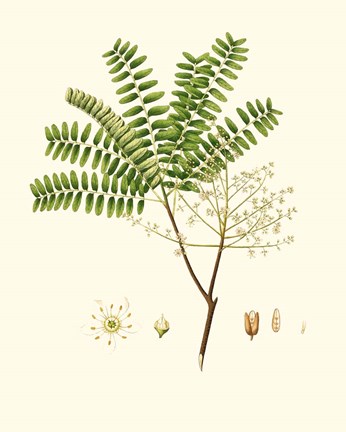 Framed Spring Green Foliage VIII Print