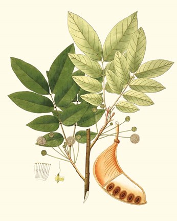 Framed Spring Green Foliage IX Print