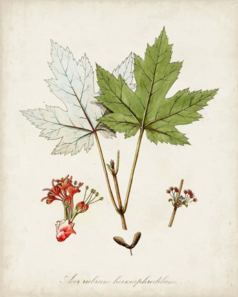 Framed Antique Tree Study I Print