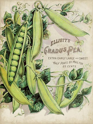 Framed Antique Seed Packets V Print