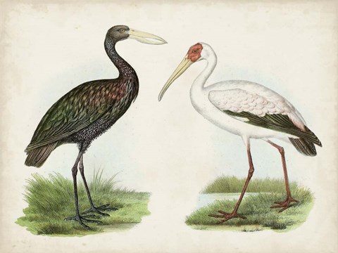 Framed Antique Waterbirds I Print