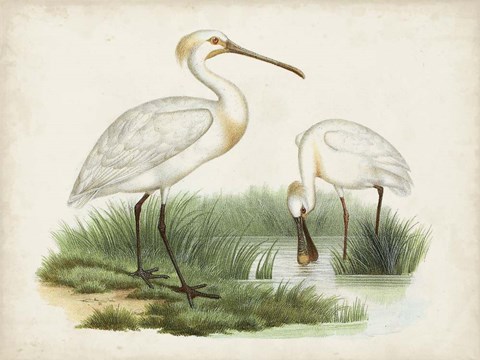 Framed Antique Waterbirds III Print