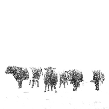 Framed Oreos and Milk II Sq Print