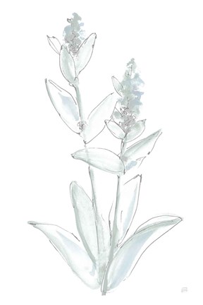 Framed Lambs Ear Sage IV Bleached Print