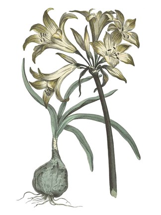 Framed Vintage Floral I on White Print