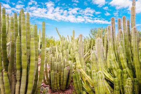 Framed Cactus Garden Print