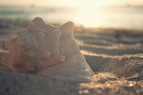 Framed Concha I Print