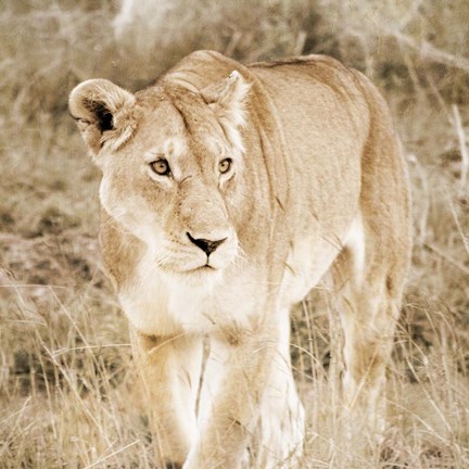 Framed Lioness in Kenya (sepia) Print